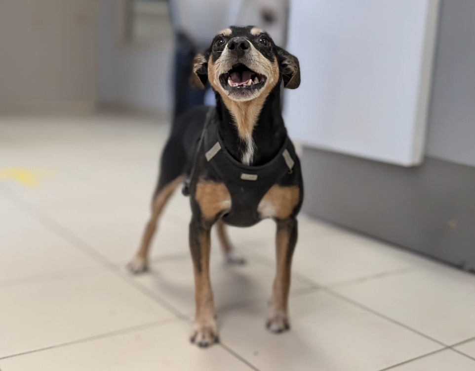 Animal à l'adoption