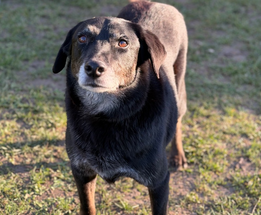Animal à l'adoption