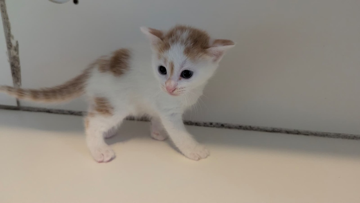 Animal à l'adoption
