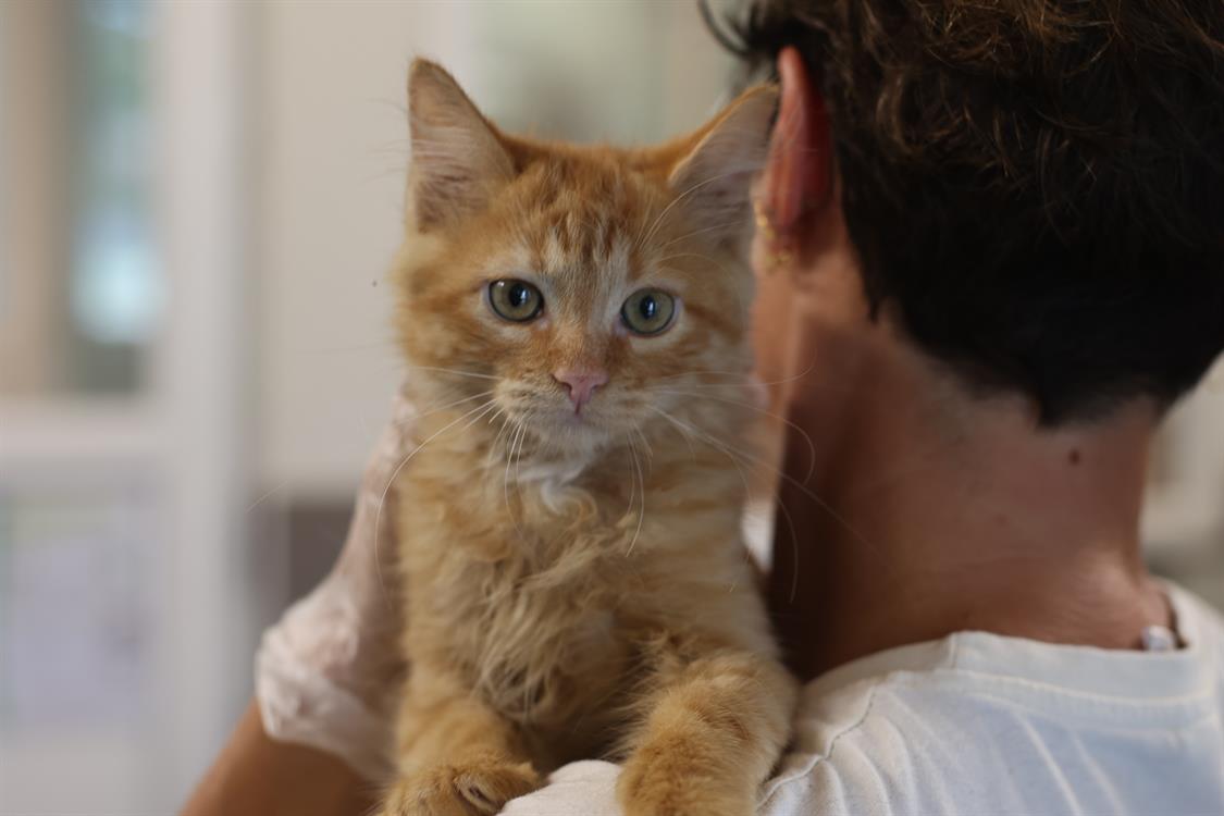 Animal à l'adoption