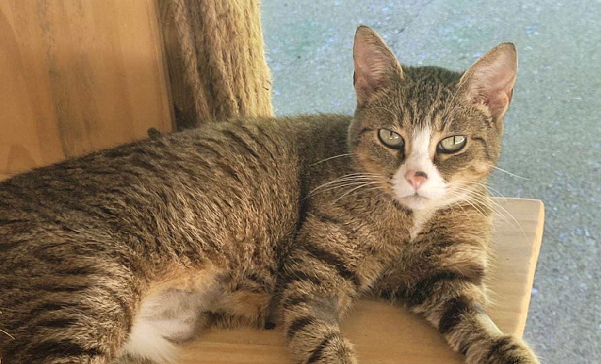 Animal à l'adoption