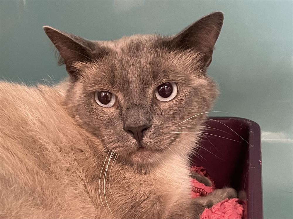 Animal à l'adoption