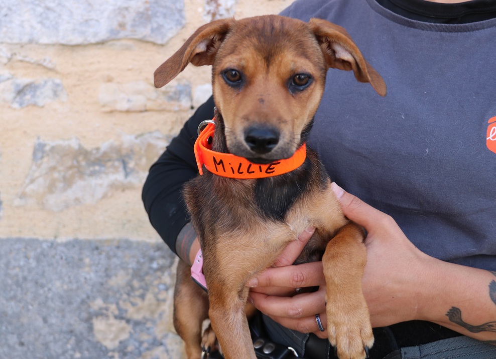 Animal à l'adoption