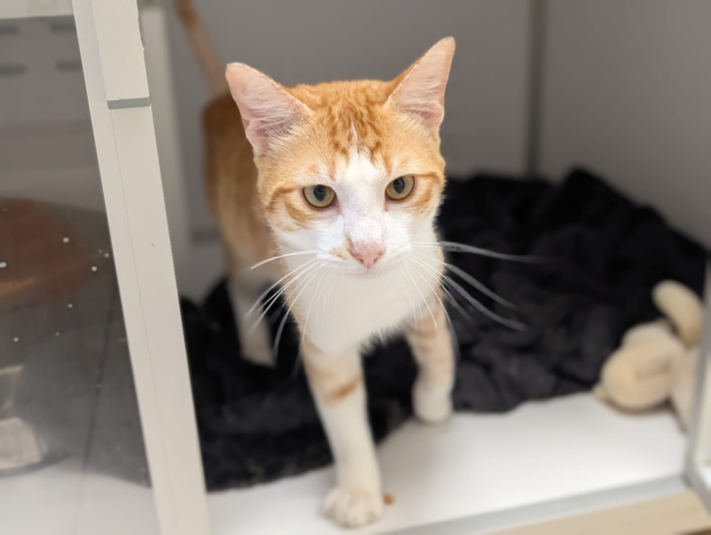 Animal à l'adoption