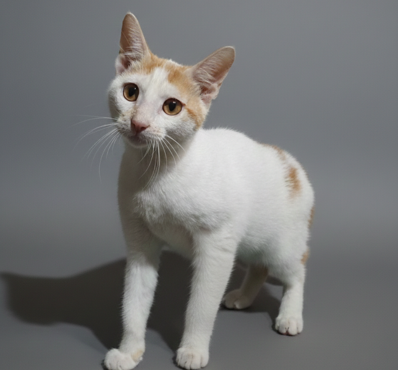 Animal à l'adoption