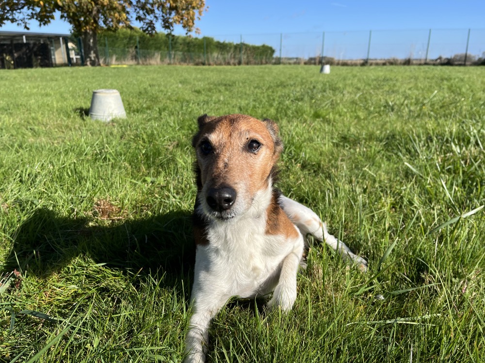 Animal à l'adoption
