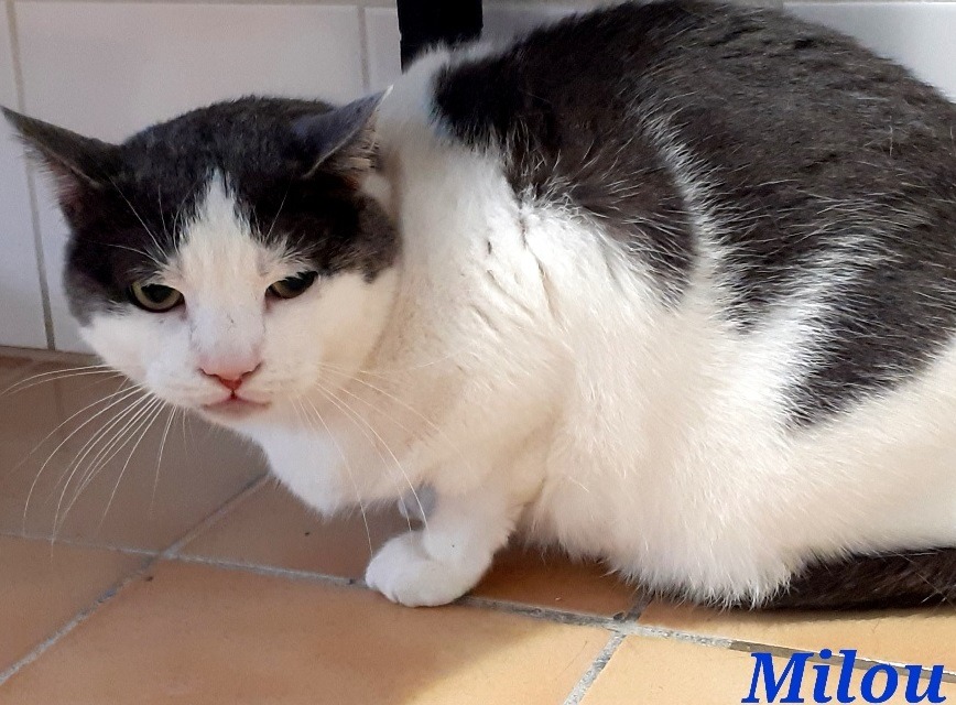 Animal à l'adoption