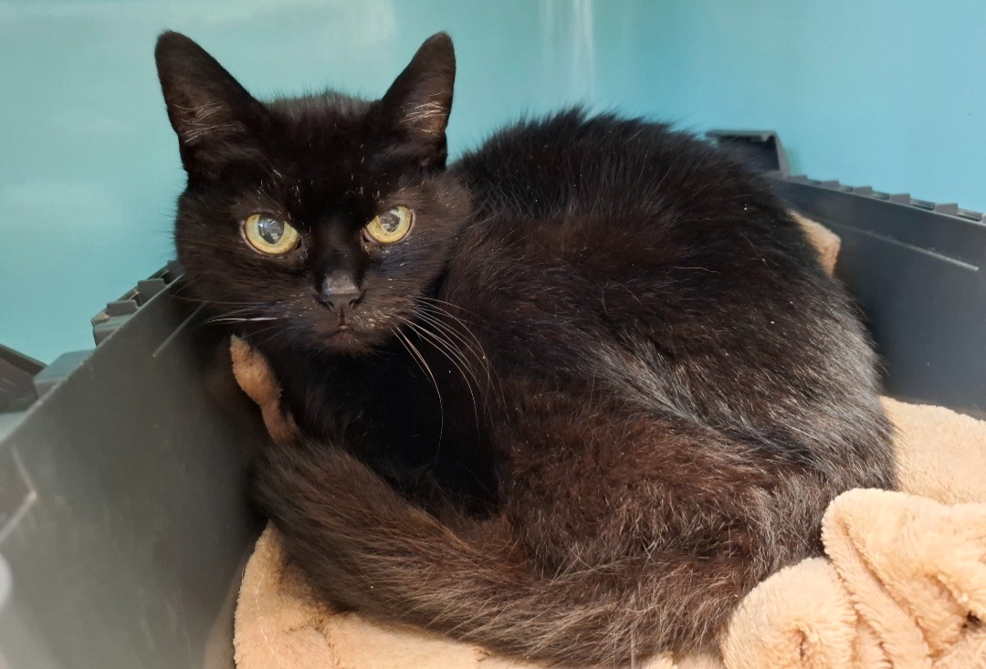 Animal à l'adoption