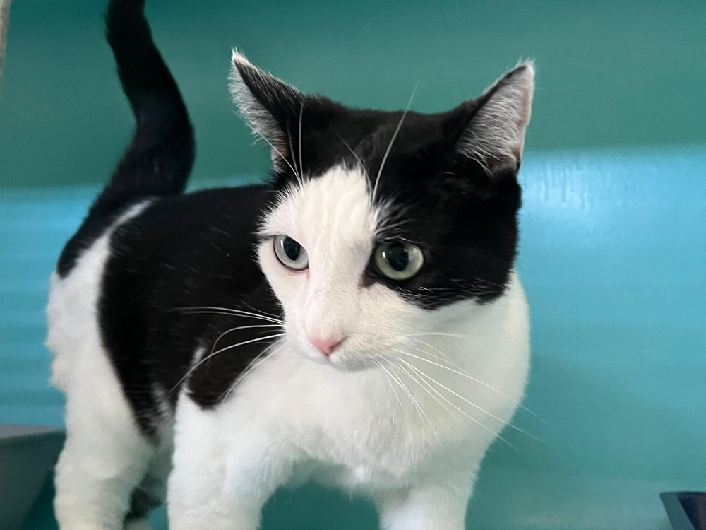 Animal à l'adoption