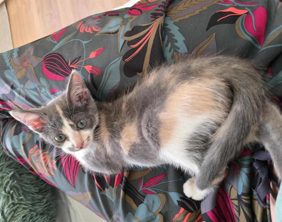 Animal à l'adoption