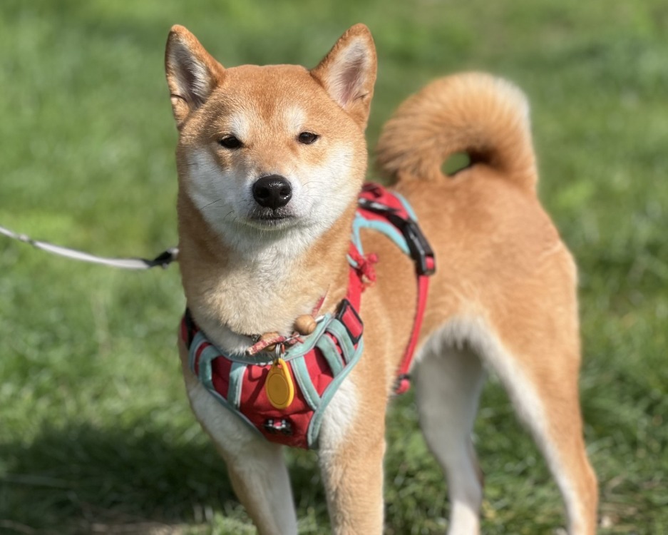 Animal à l'adoption