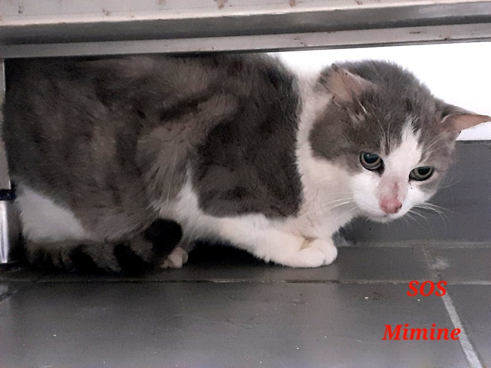Mimine