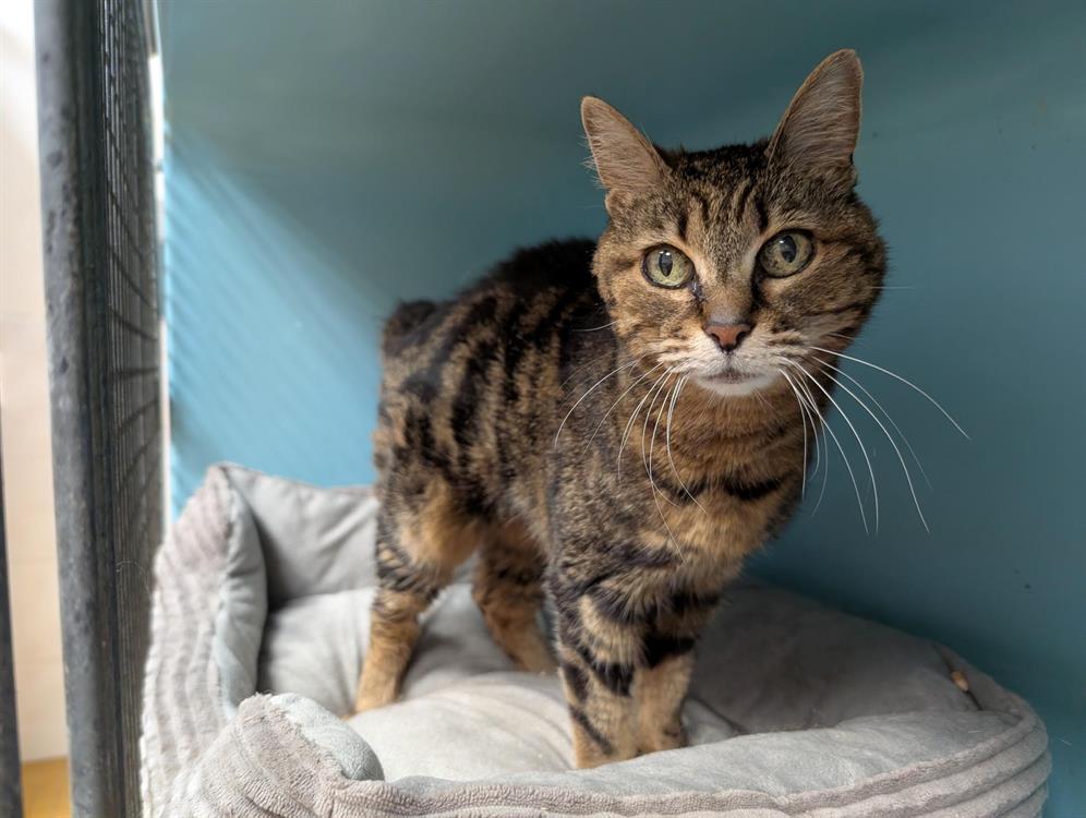 Animal à l'adoption
