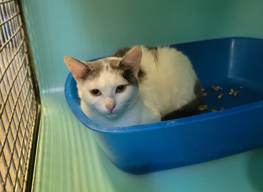 Animal à l'adoption