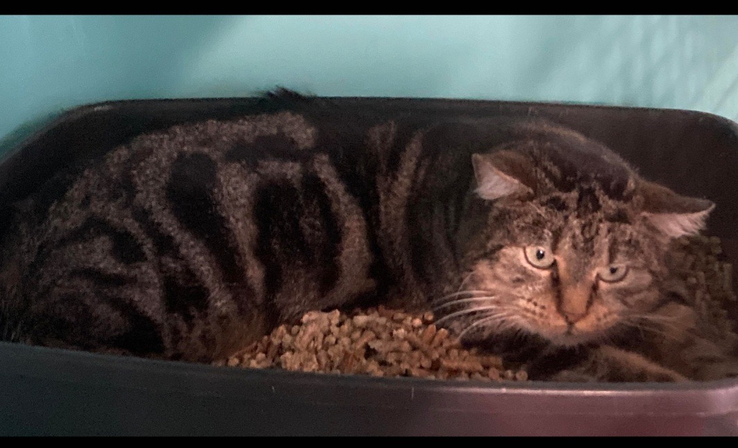 Animal à l'adoption