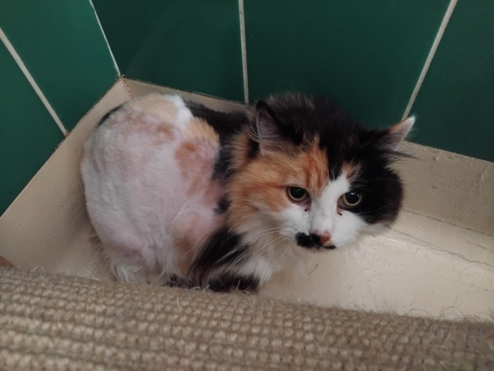 Animal à l'adoption