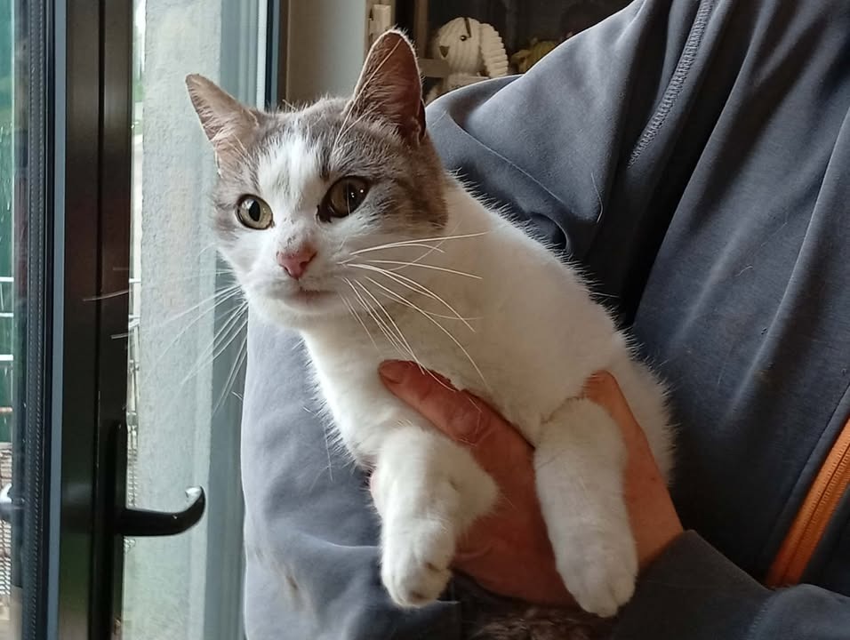 Animal à l'adoption