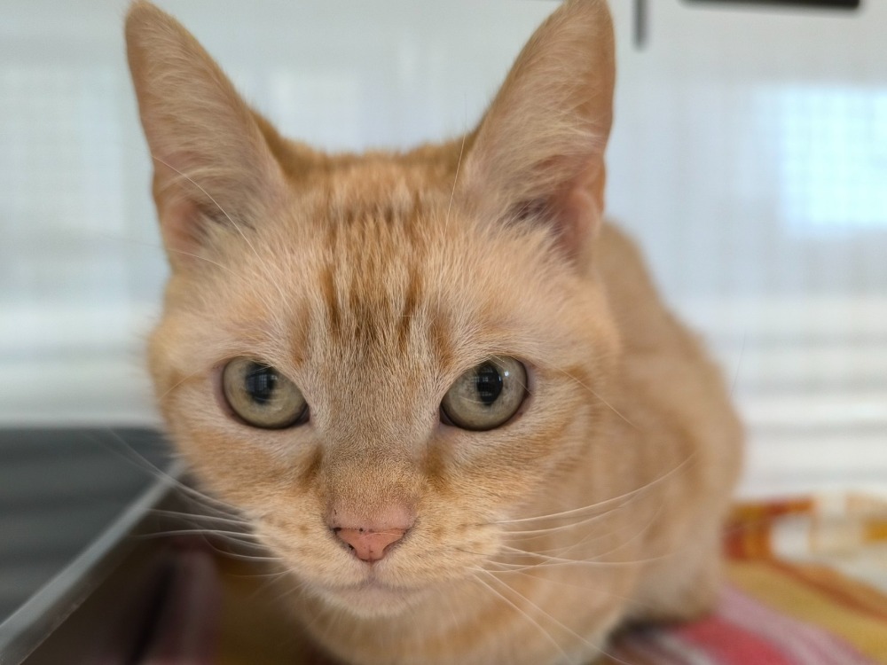 Minette