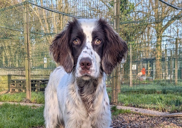 Animal à l'adoption