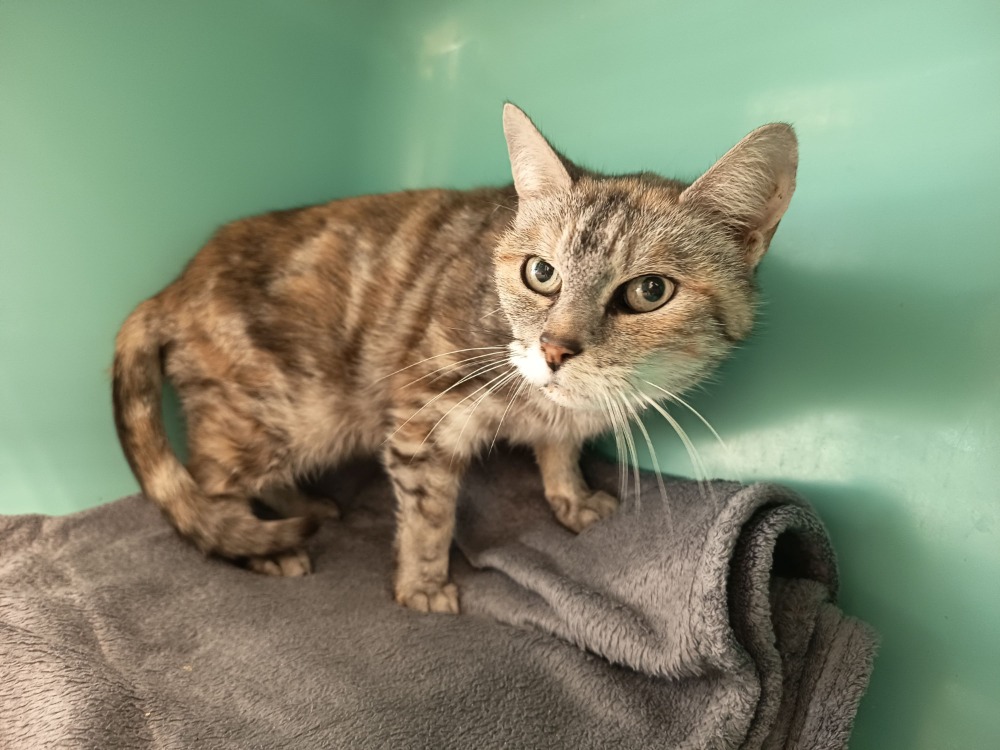 Animal à l'adoption