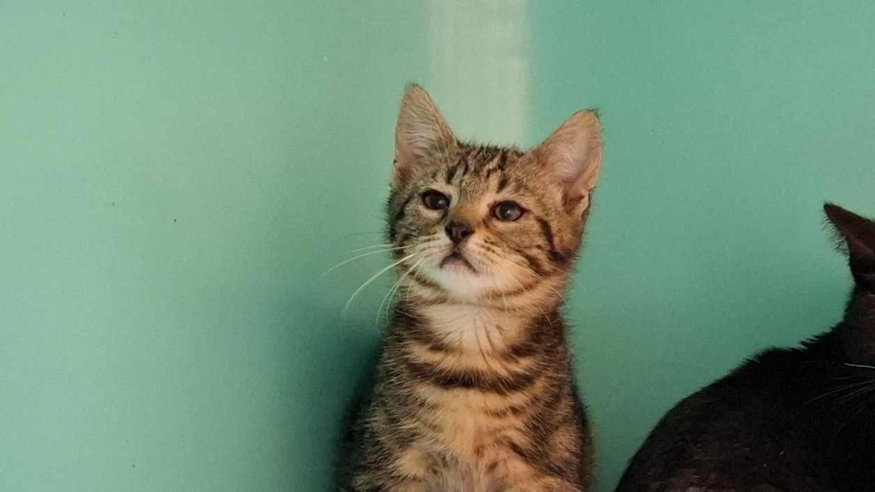 Animal à l'adoption