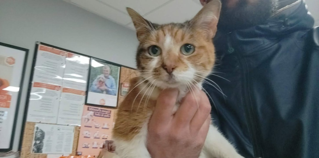 Animal à l'adoption