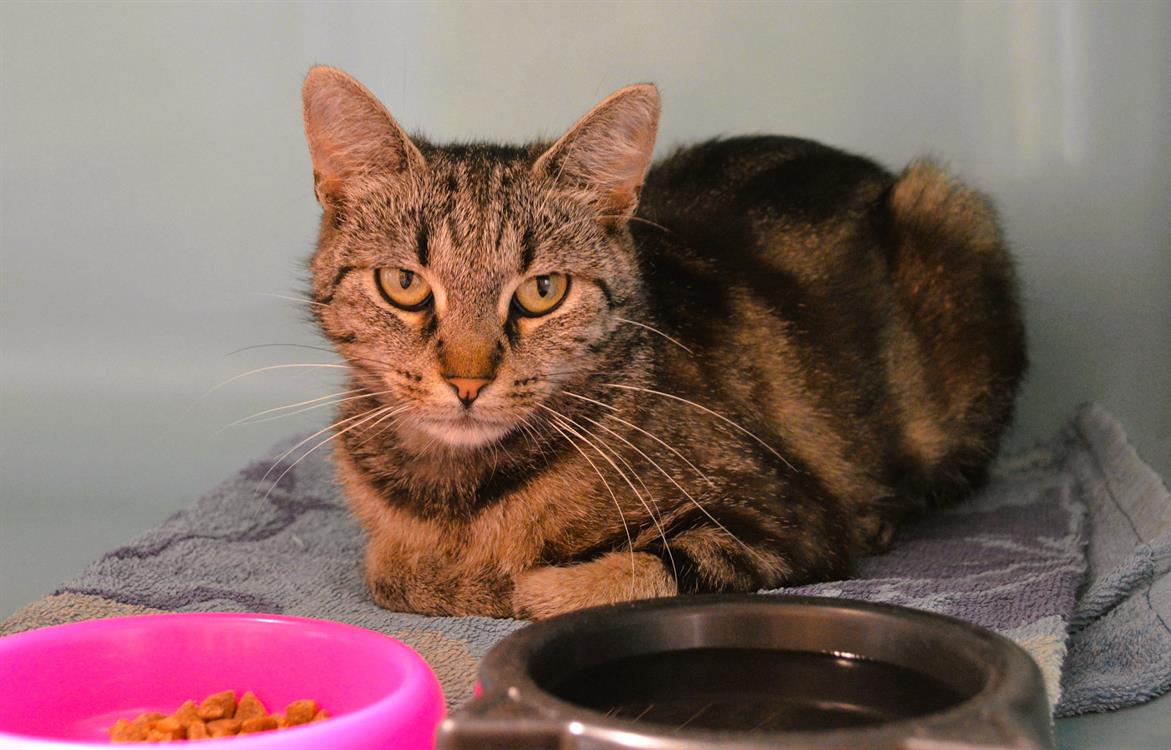 Animal à l'adoption