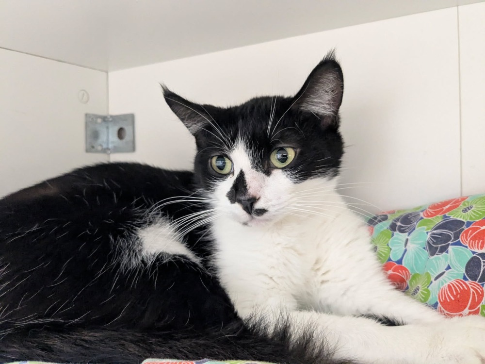 Animal à l'adoption