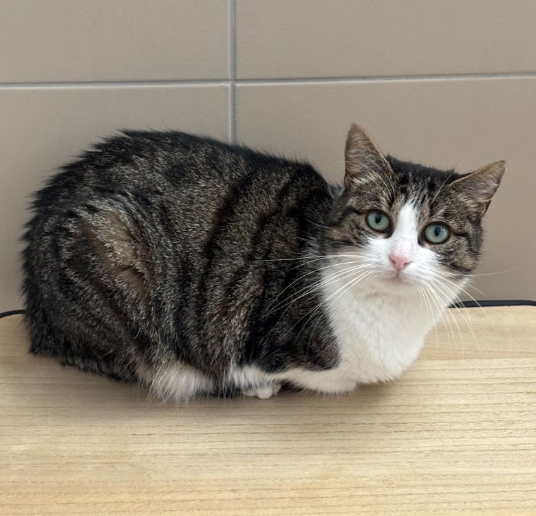 Animal à l'adoption