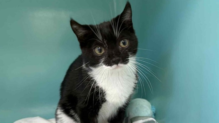 Animal à l'adoption