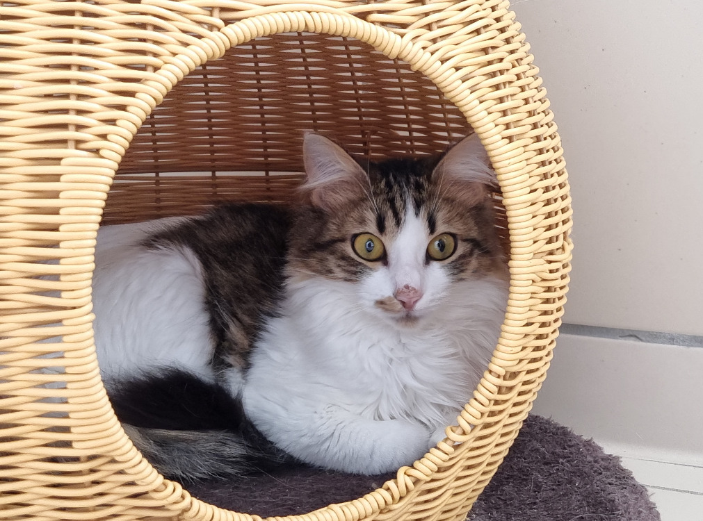 Animal à l'adoption