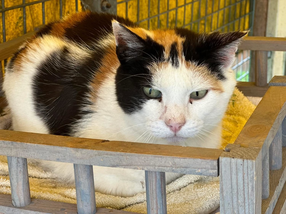 Mirabelle