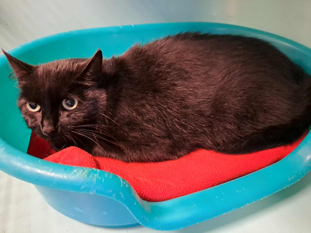 Animal à l'adoption