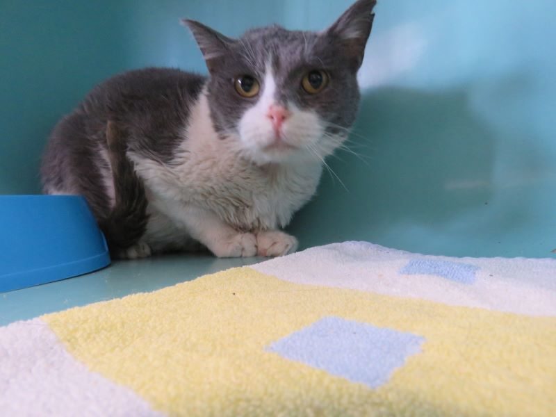 Animal à l'adoption