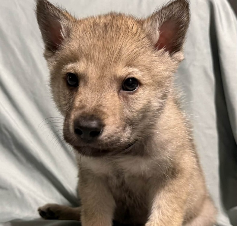 Animal à l'adoption
