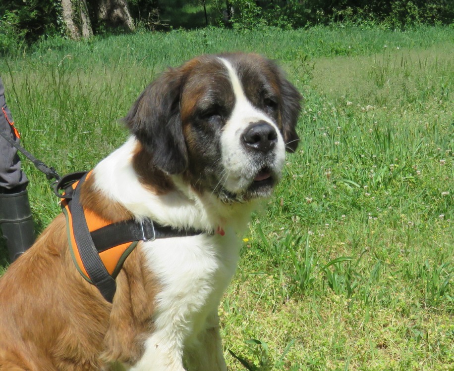 Missie