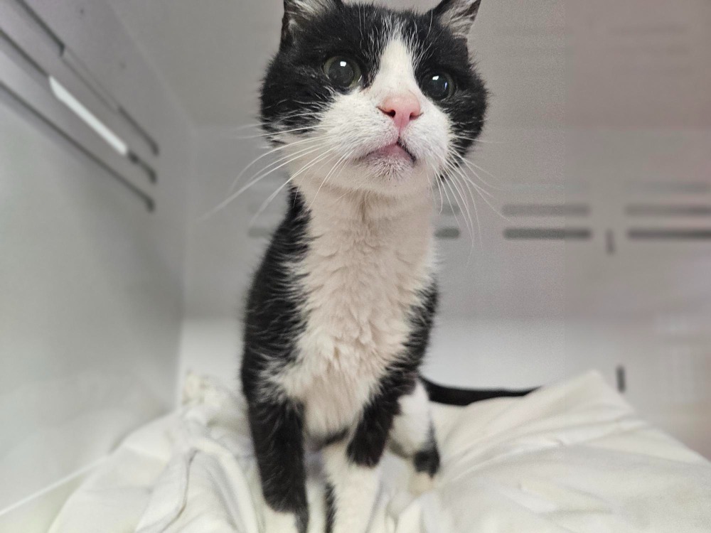Animal à l'adoption