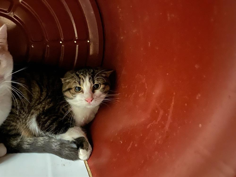 Animal à l'adoption