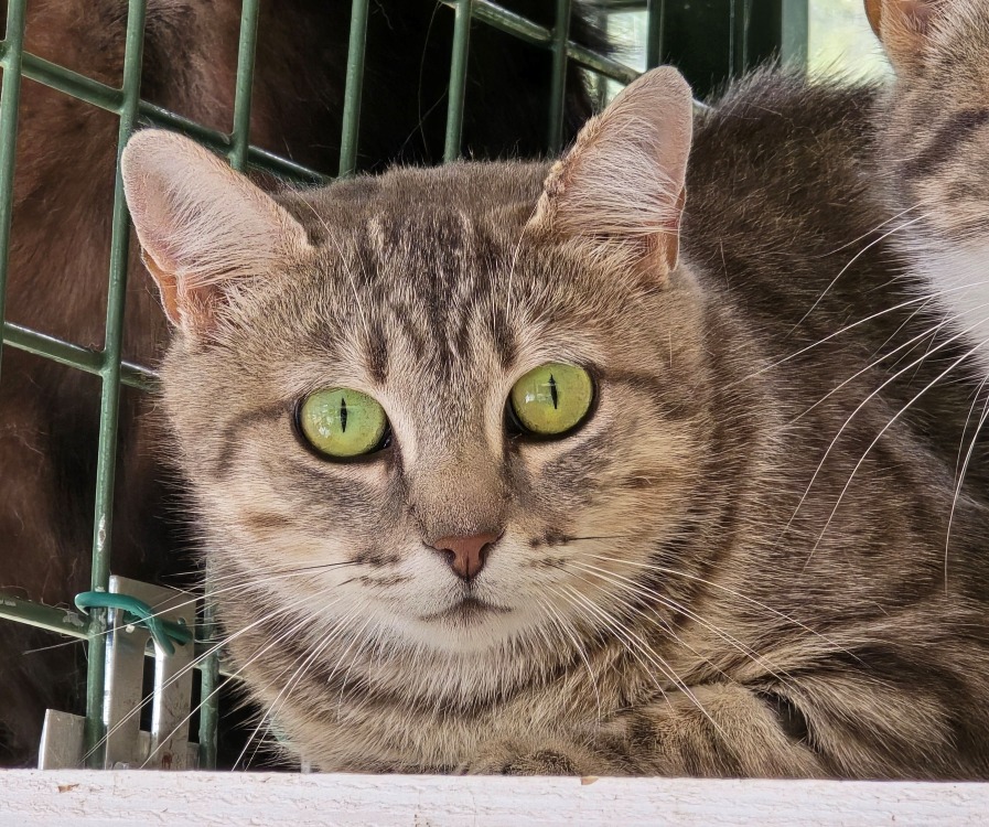 Animal à l'adoption