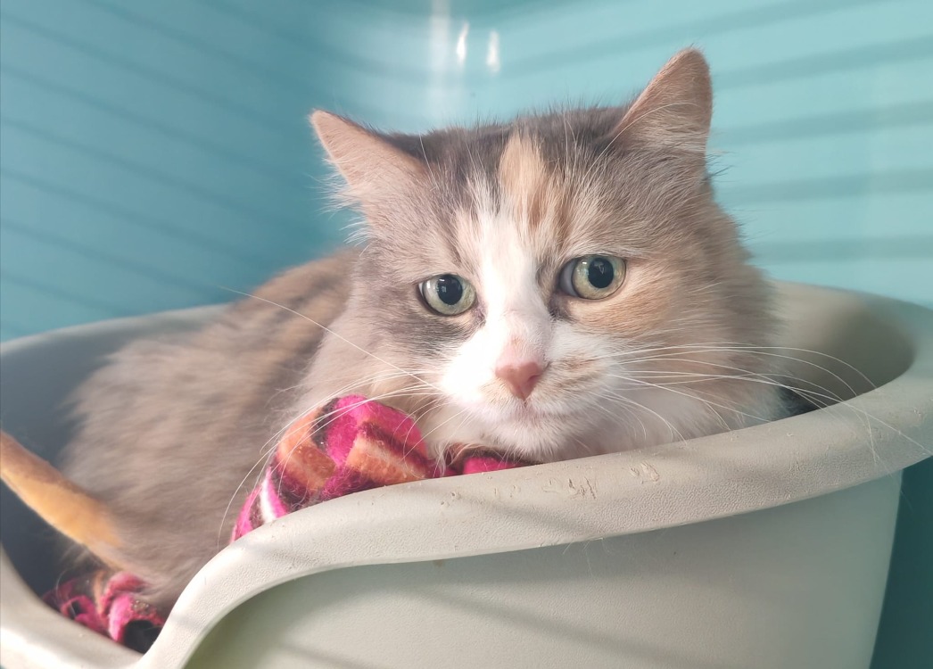 Animal à l'adoption
