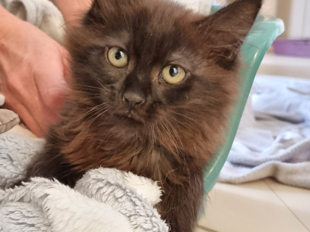 Animal à l'adoption