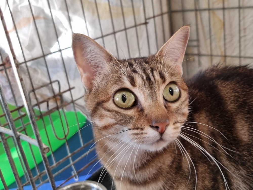 Animal à l'adoption