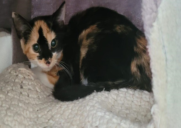 Animal à l'adoption
