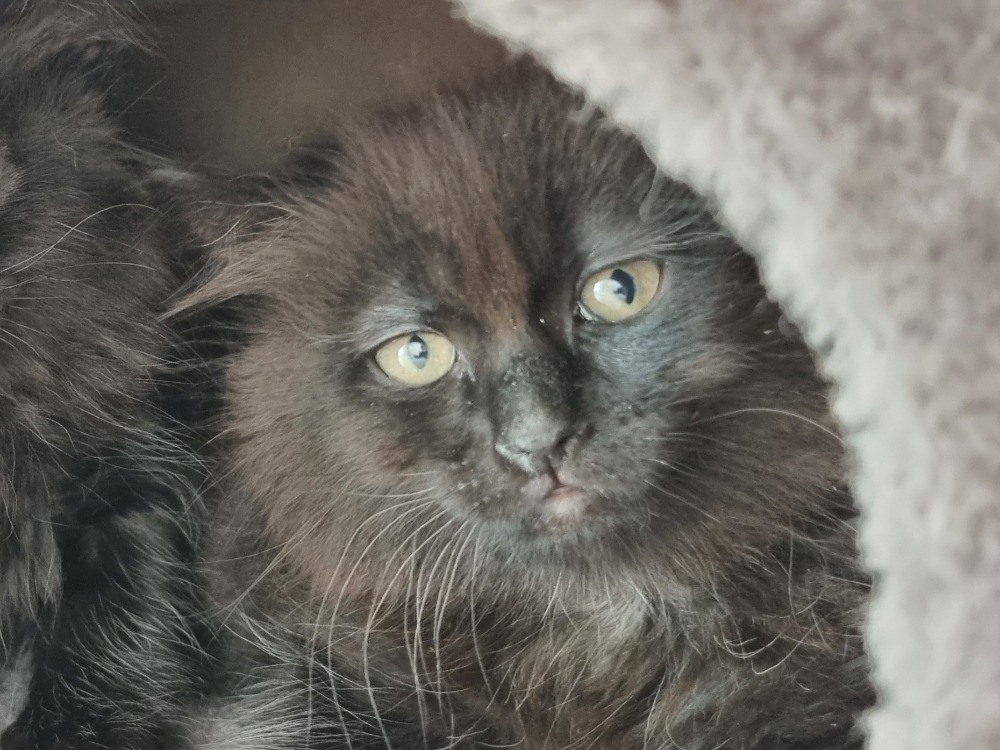 Animal à l'adoption