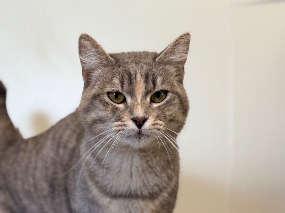 Animal à l'adoption