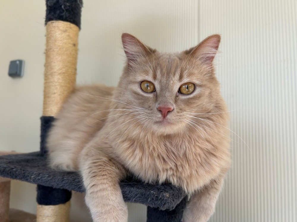 Animal à l'adoption