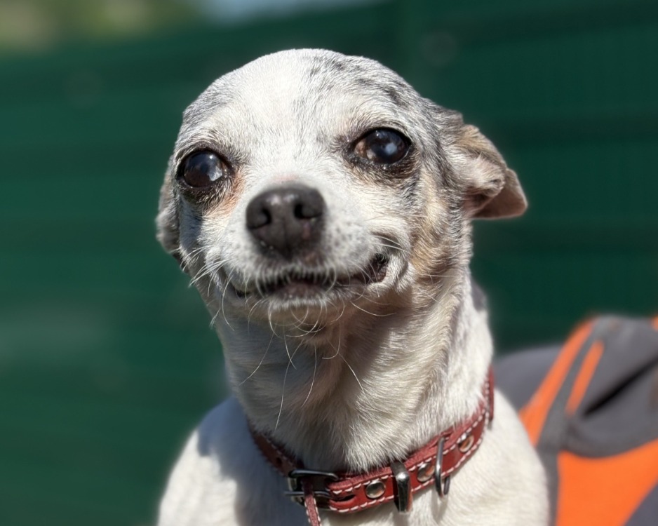 Animal à l'adoption