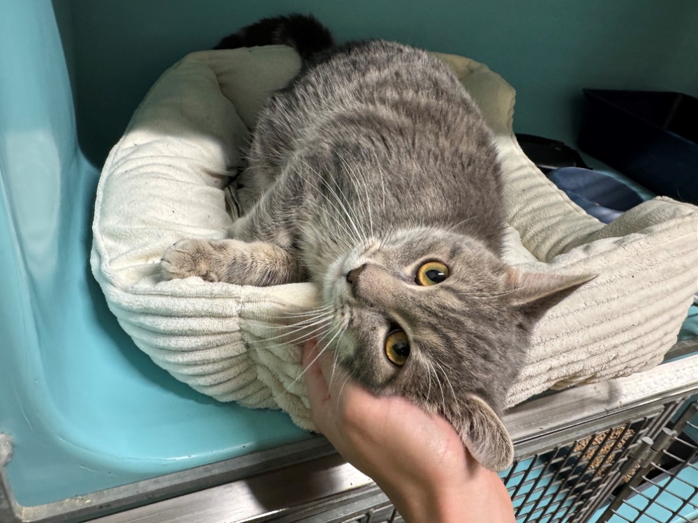 Animal à l'adoption