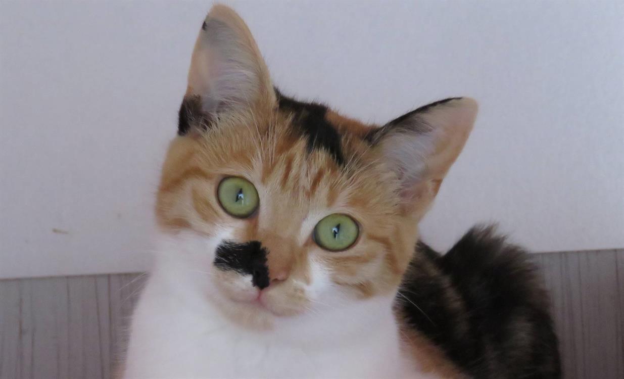 Animal à l'adoption