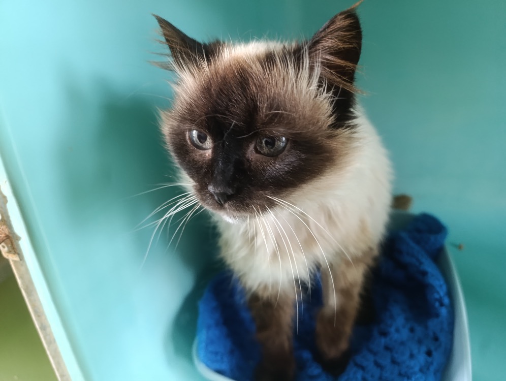 Animal à l'adoption
